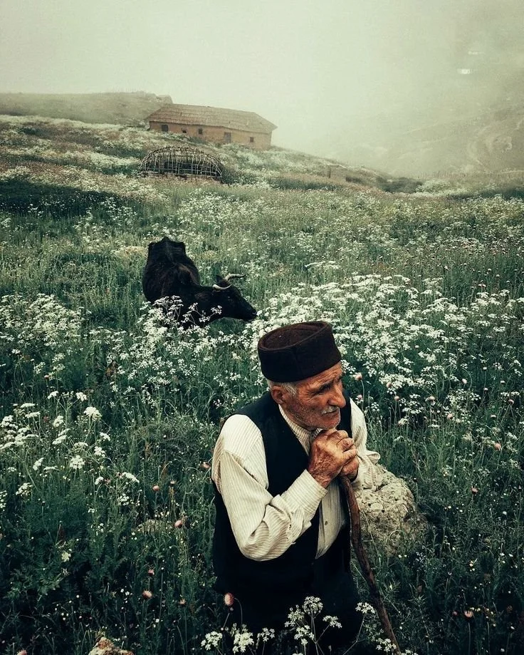 Mash Hassan cow 2C 2022 by Hojjat Hamidi 281987 29 2C Iranian